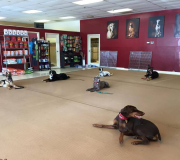 Dog training class