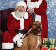Dog with their owner during christmas